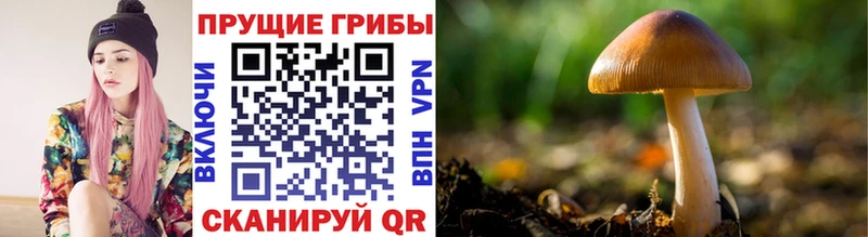 цена   Мыски  Псилоцибиновые грибы Magic Shrooms 
